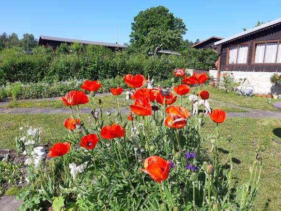 Kleingrtnerverein Kiefricht e. V. - Impressionen